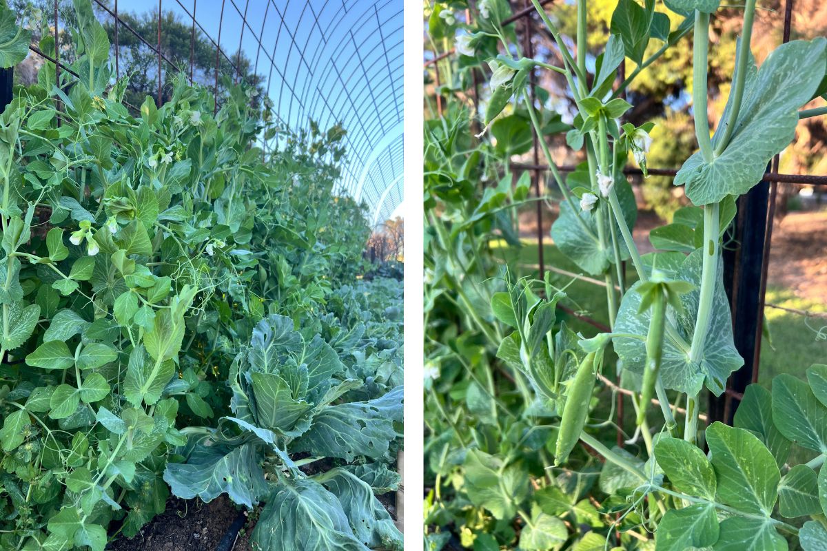 Peas on arches