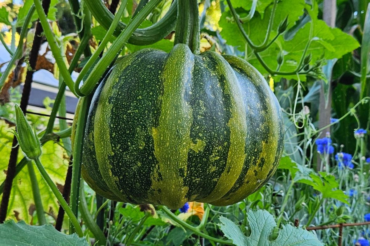 Pepo pumpkin