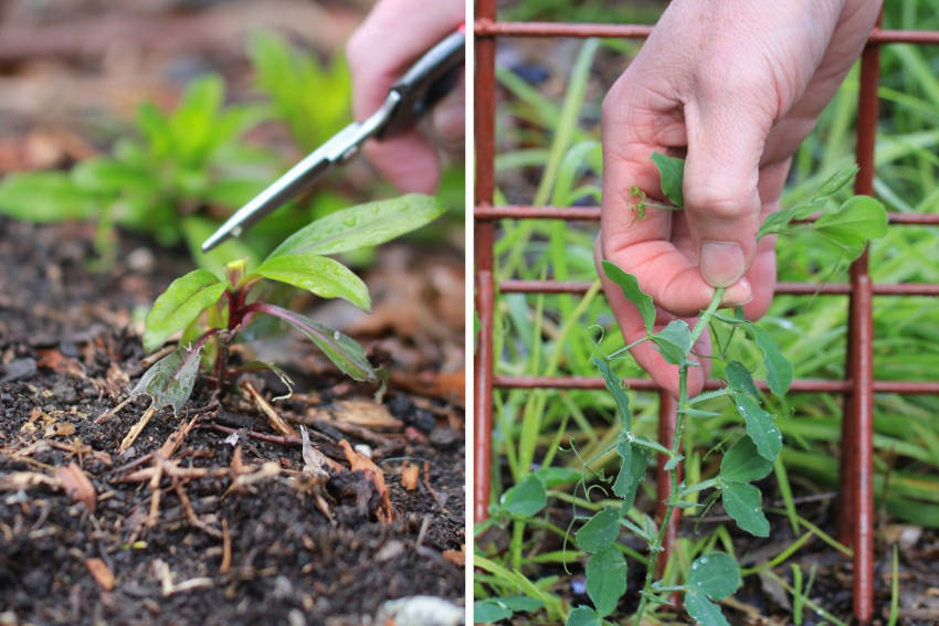 Pinching after and pinching a sweetpea seedling