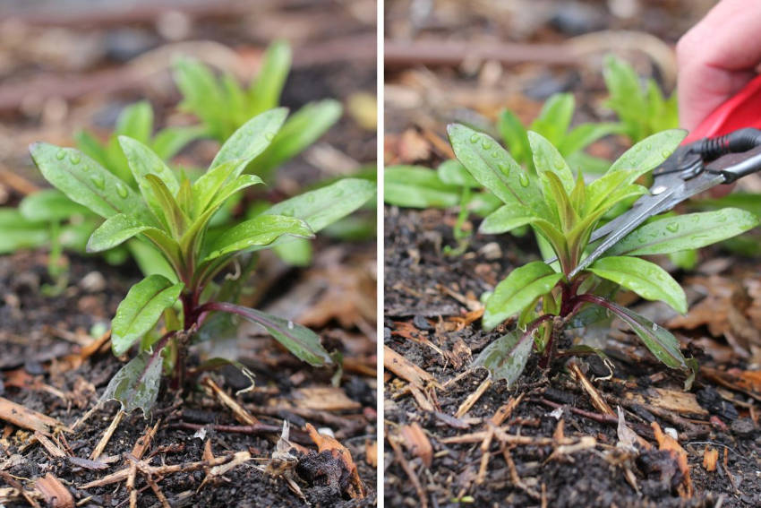 Pinching plants before and making the cut