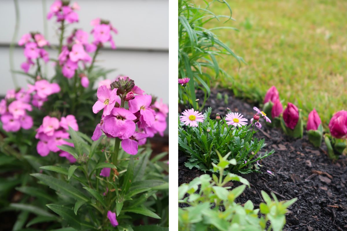 pink and purple wallflower daisy tulips