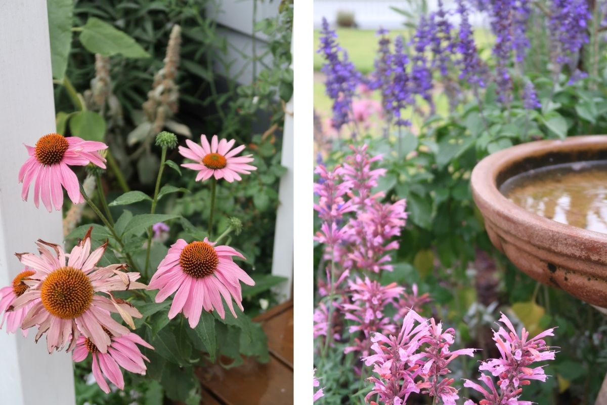 pink echinacea coneflower agastache salvia birdbath