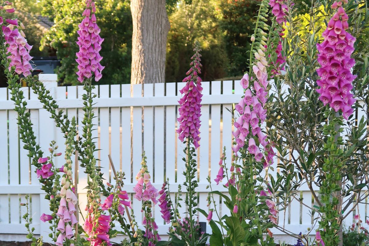 Foxgloves pink and white fence