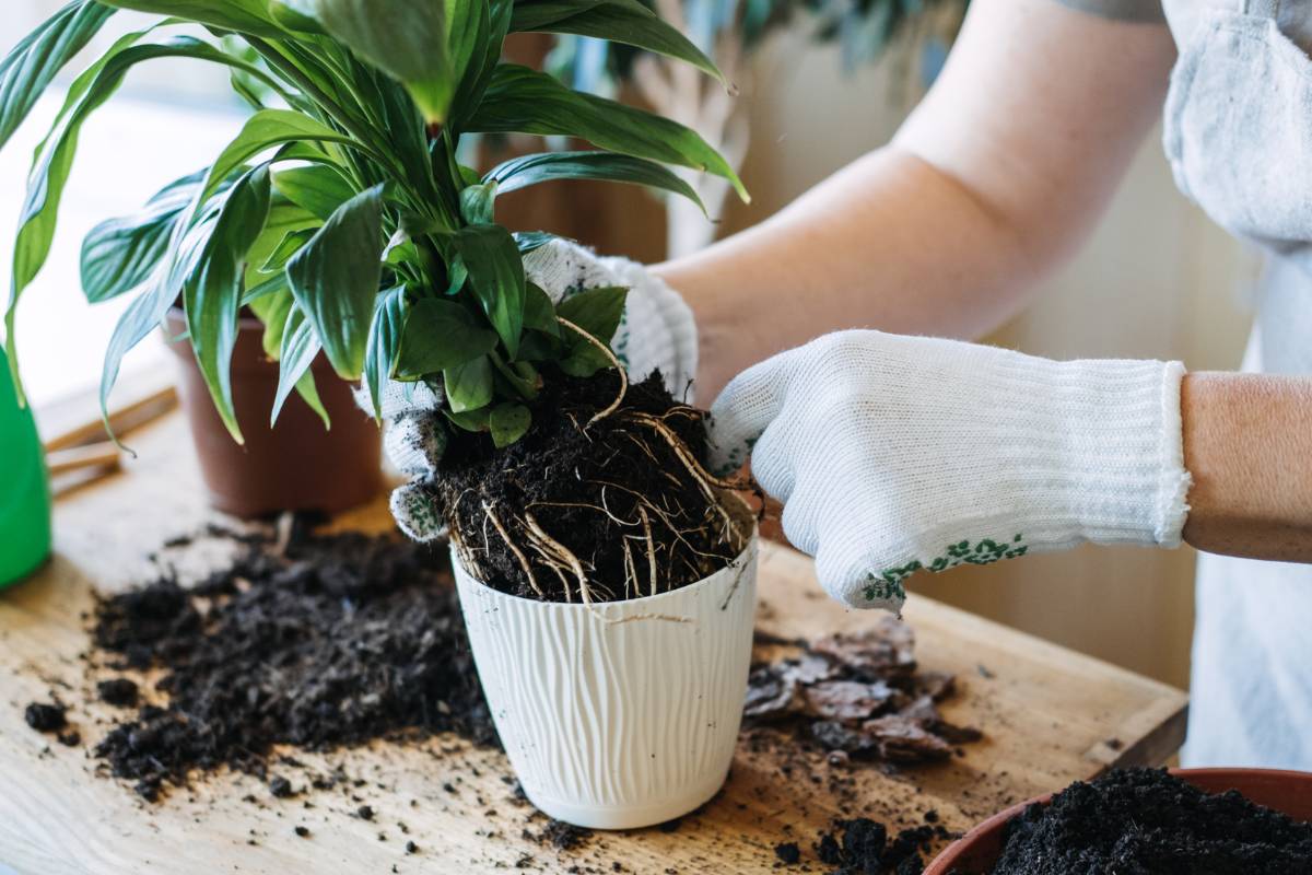 The plant sitting in a new white ceramic pot