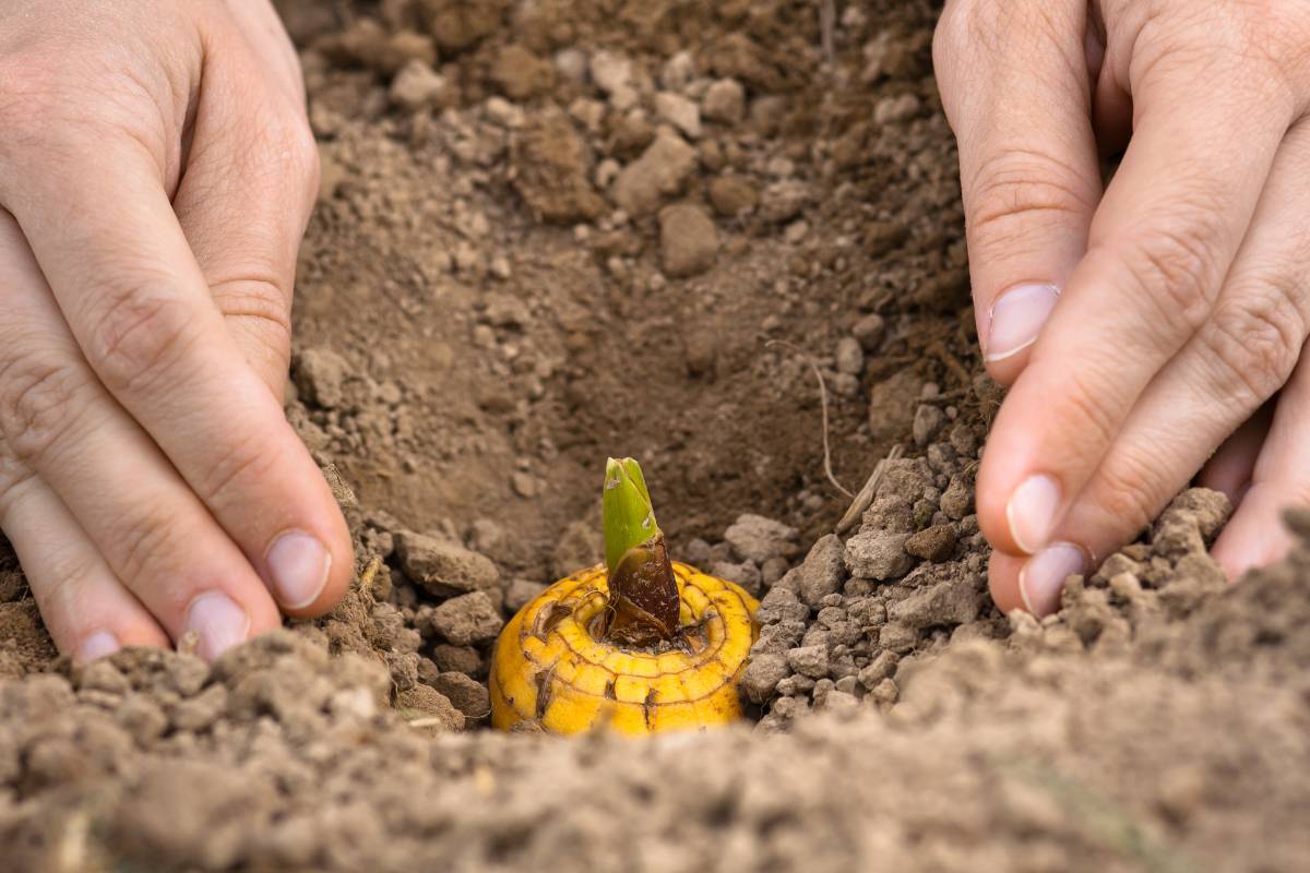 planting a gladiolus corm