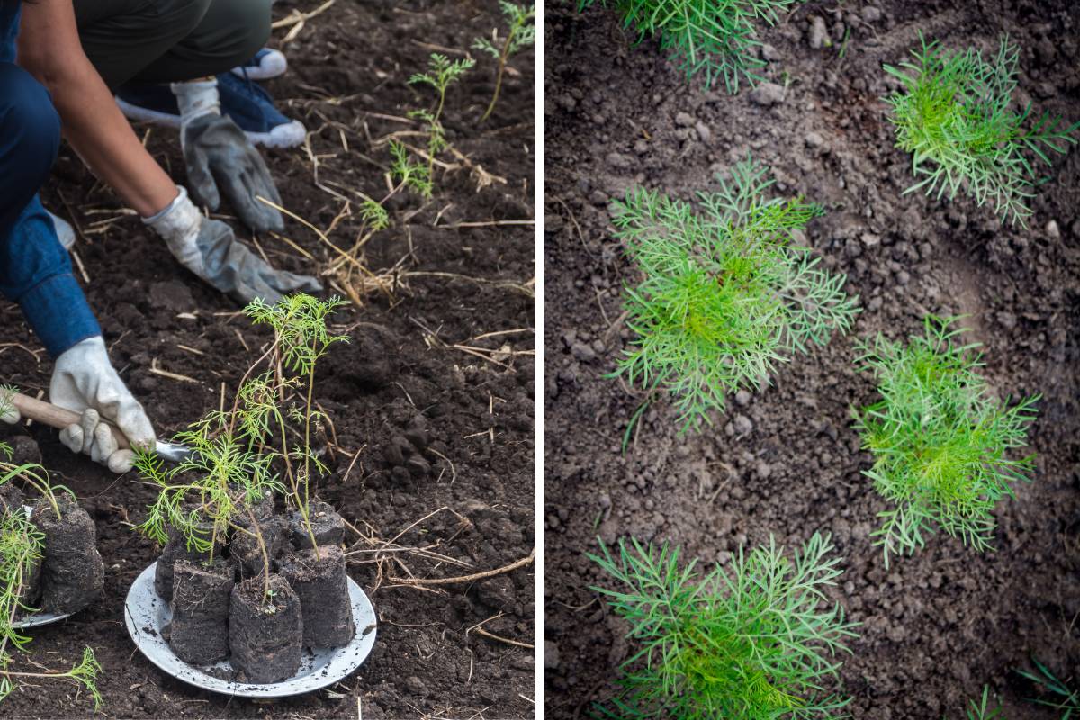 planting out cosmos seedlings