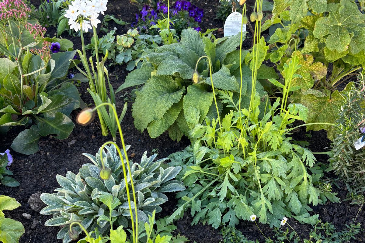 plants early season