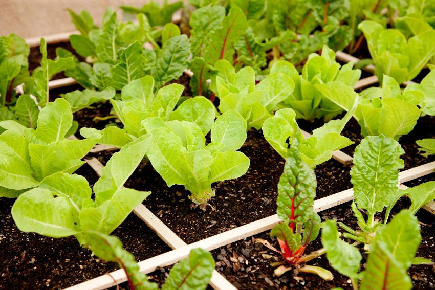 Plants growing in square foot garden