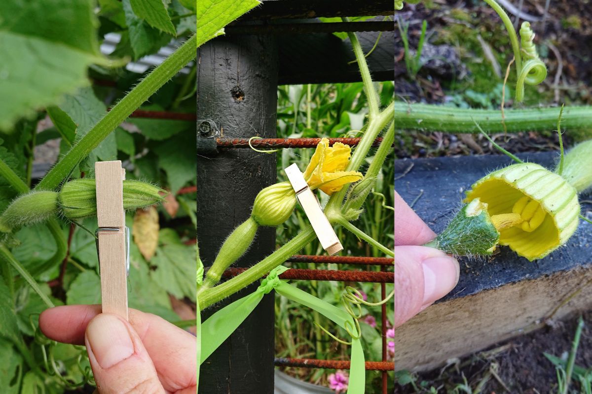 Hand pollination