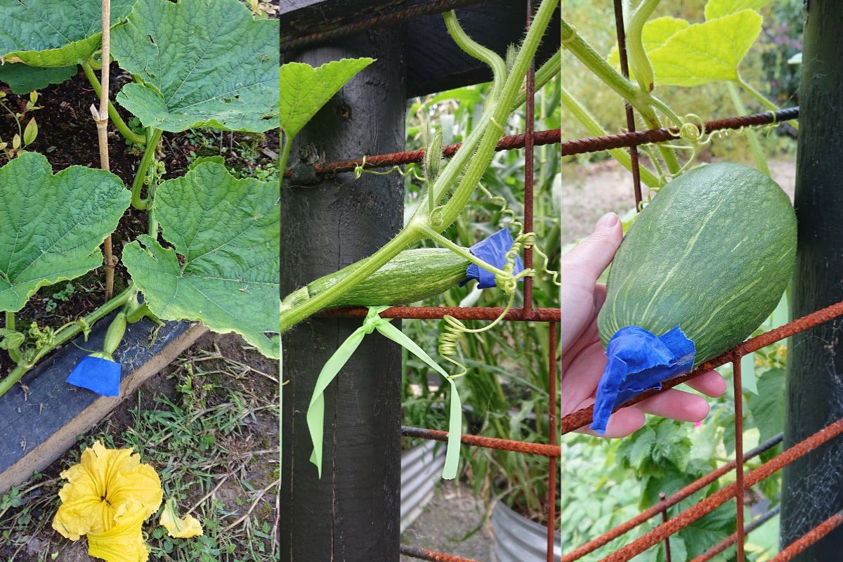 Hand pollination 2