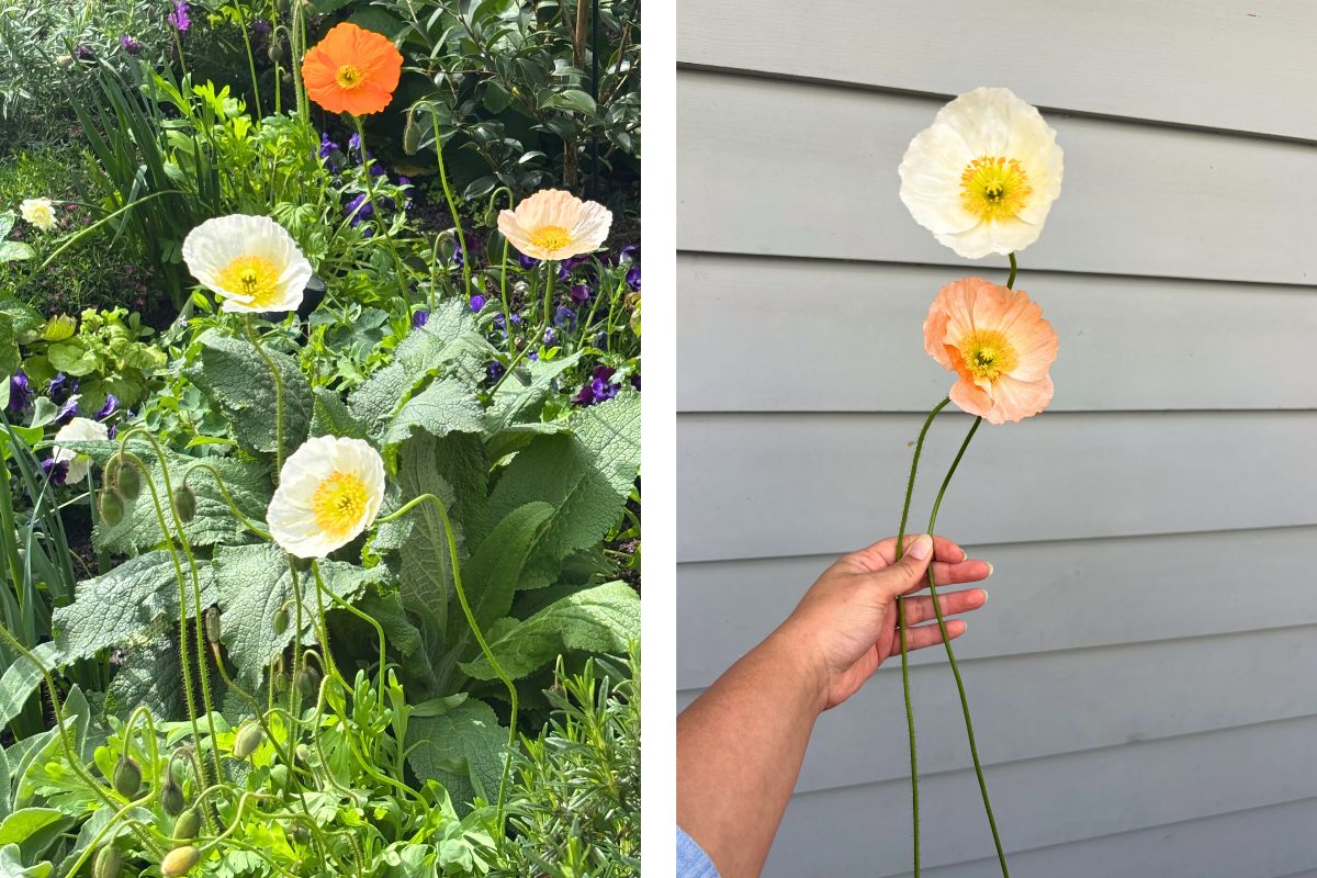 poppies in the winter garden