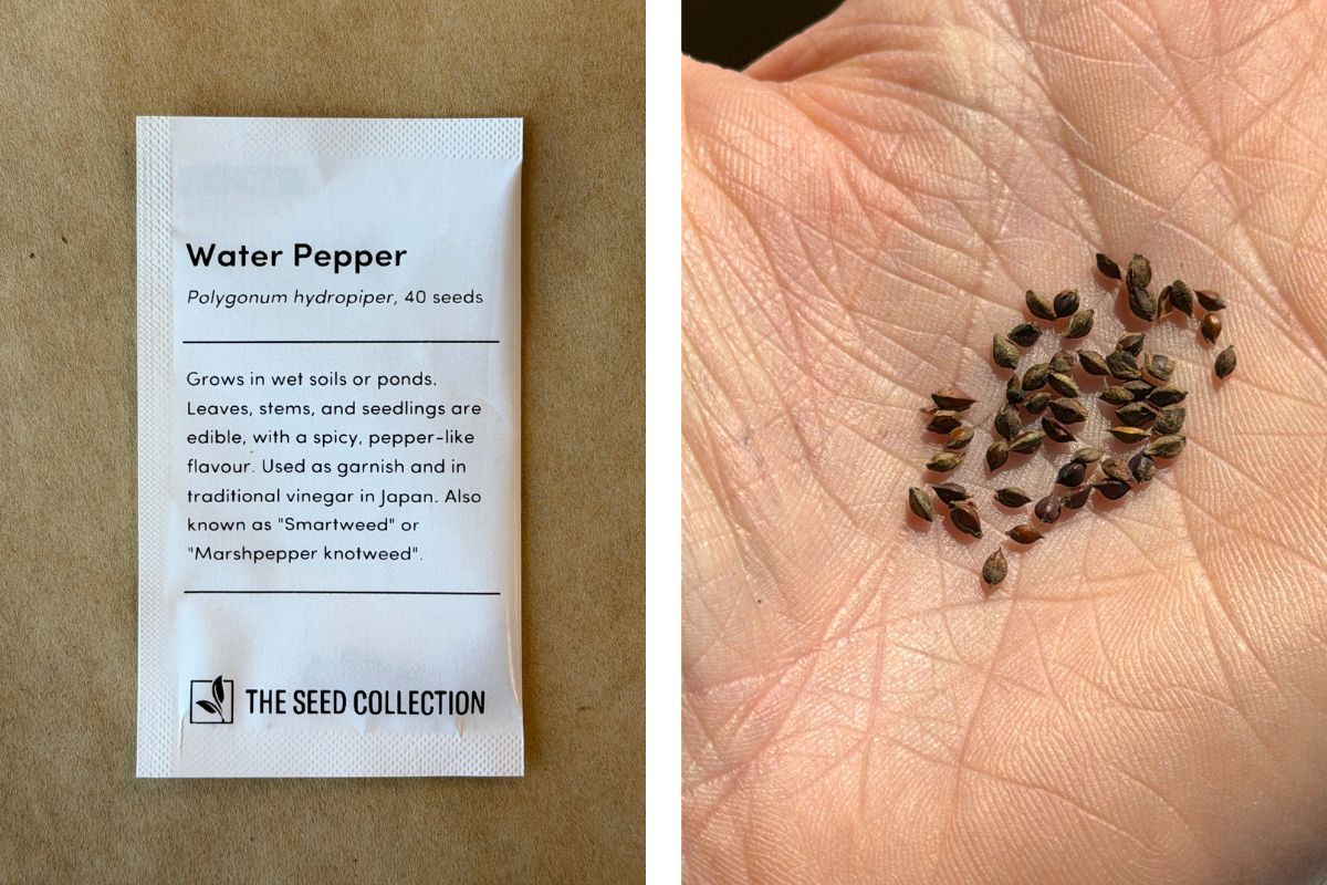 Water Pepper Seeds The Seed Collection