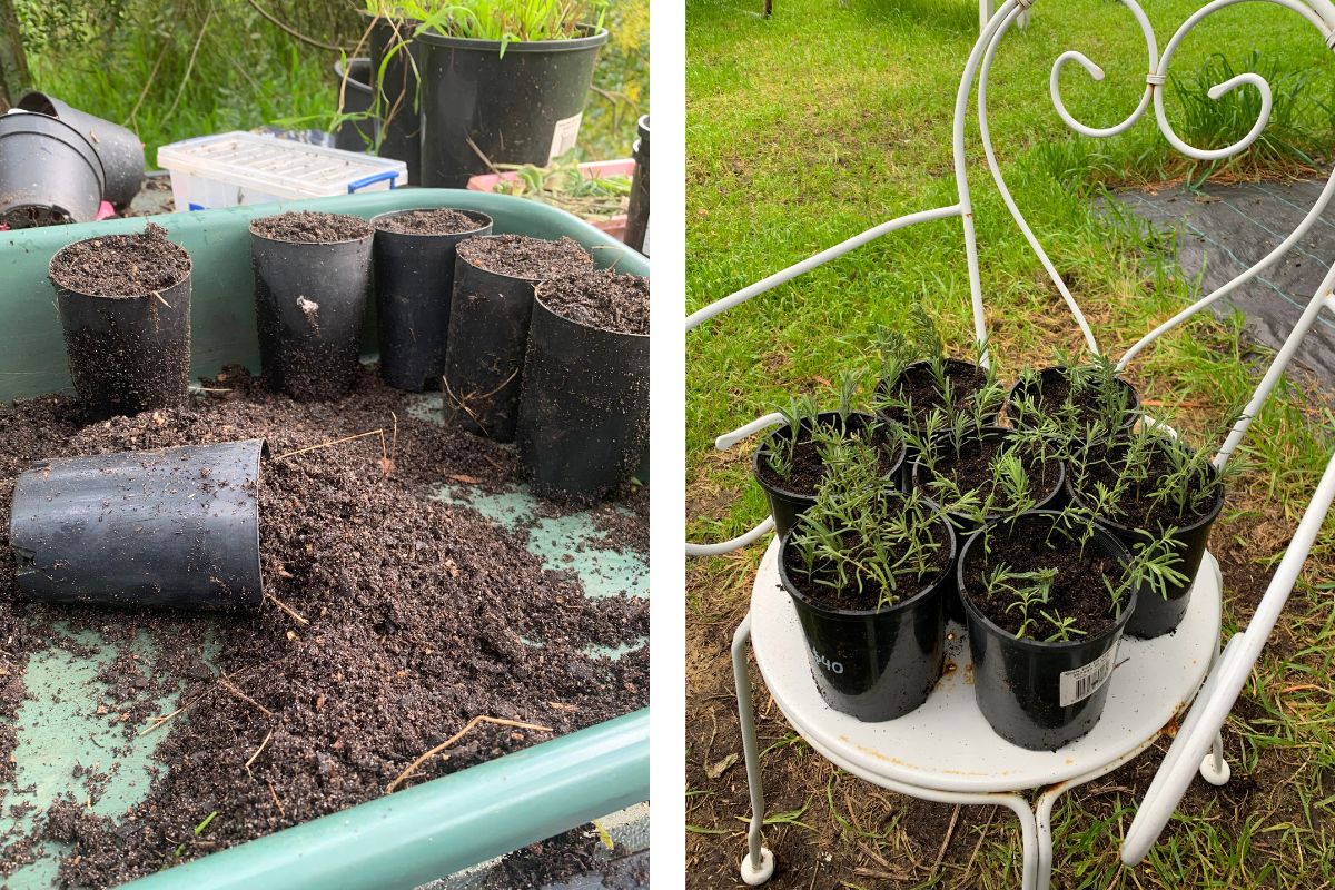 Potting up seedlings