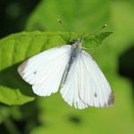 Cabbage moth