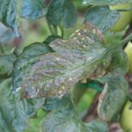 Downy Mildew