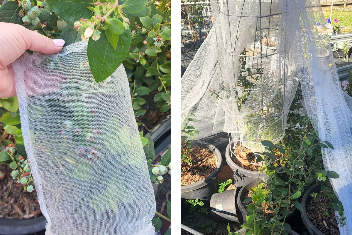 Protecting blueberries