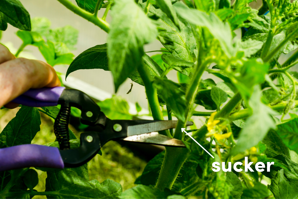 pruning a sucker on a tomato plant