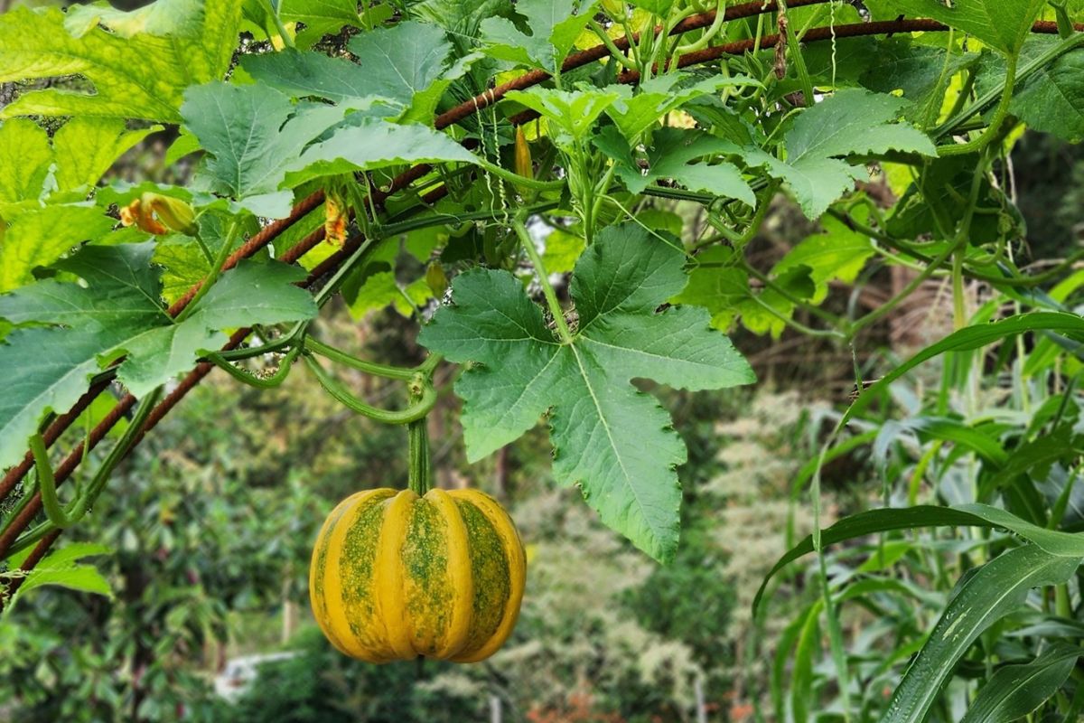 Pumpkin arbour