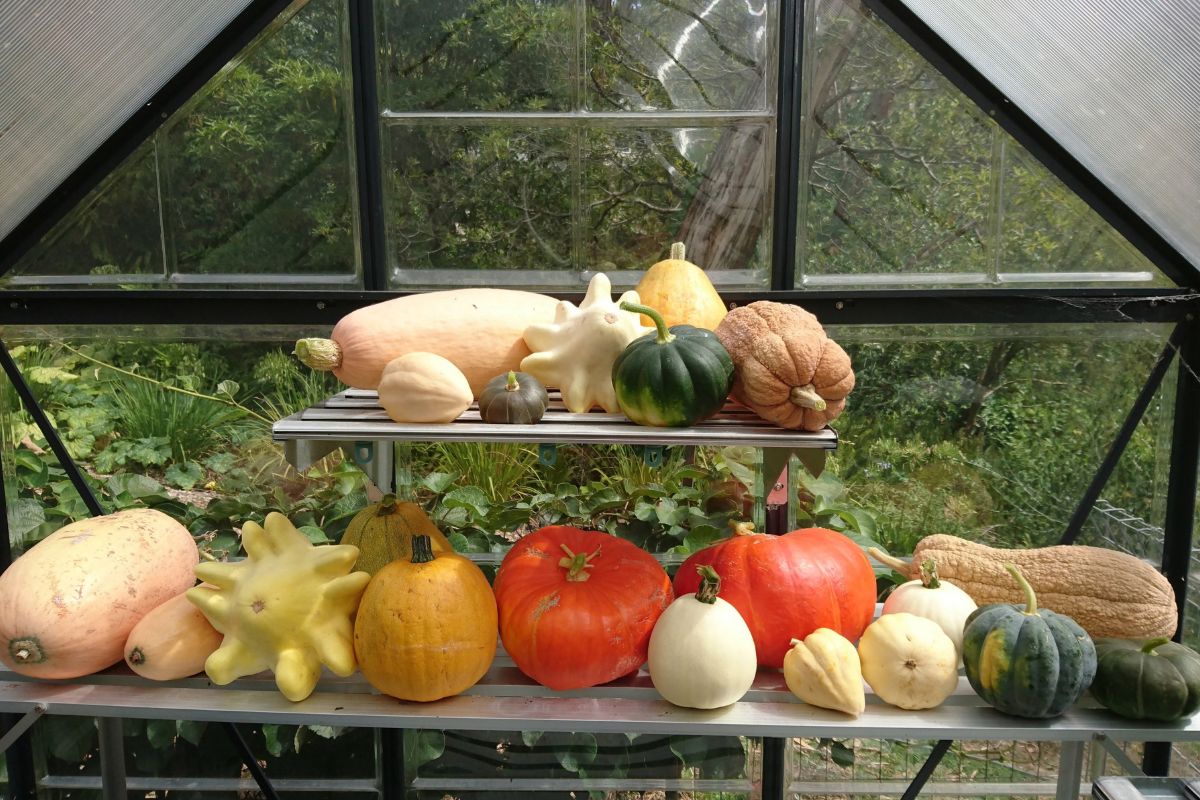 pumpkin group