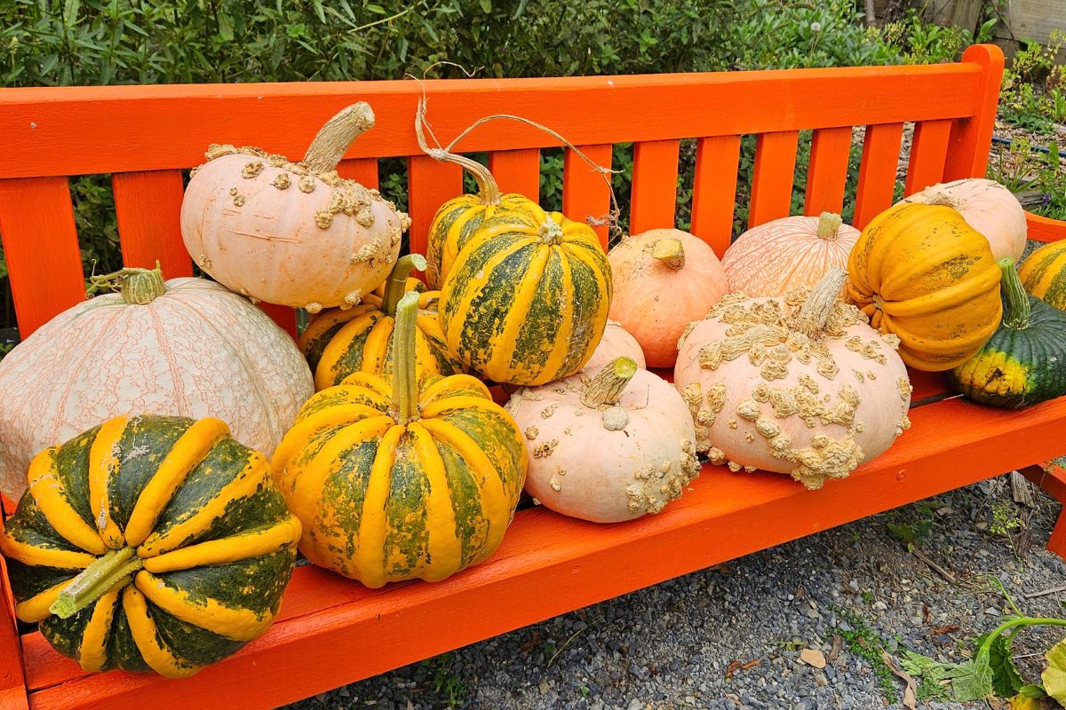 Winter Squash