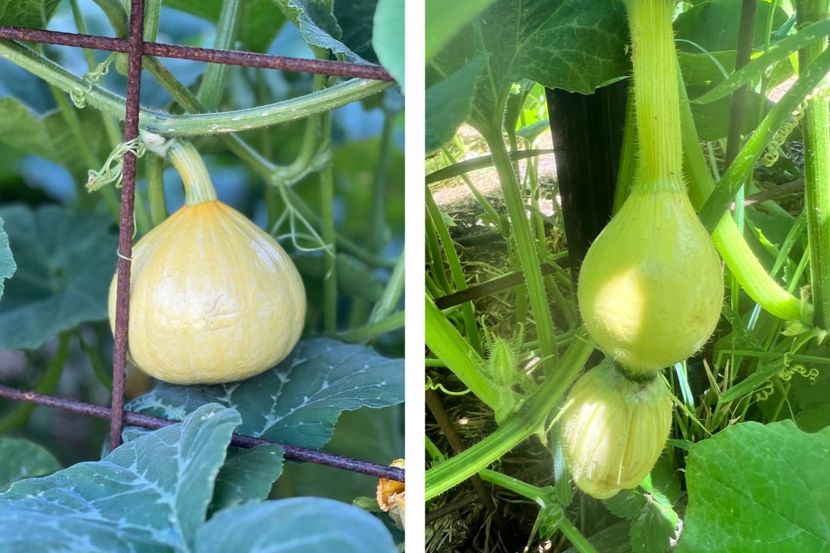 Growing pumpkins on arches