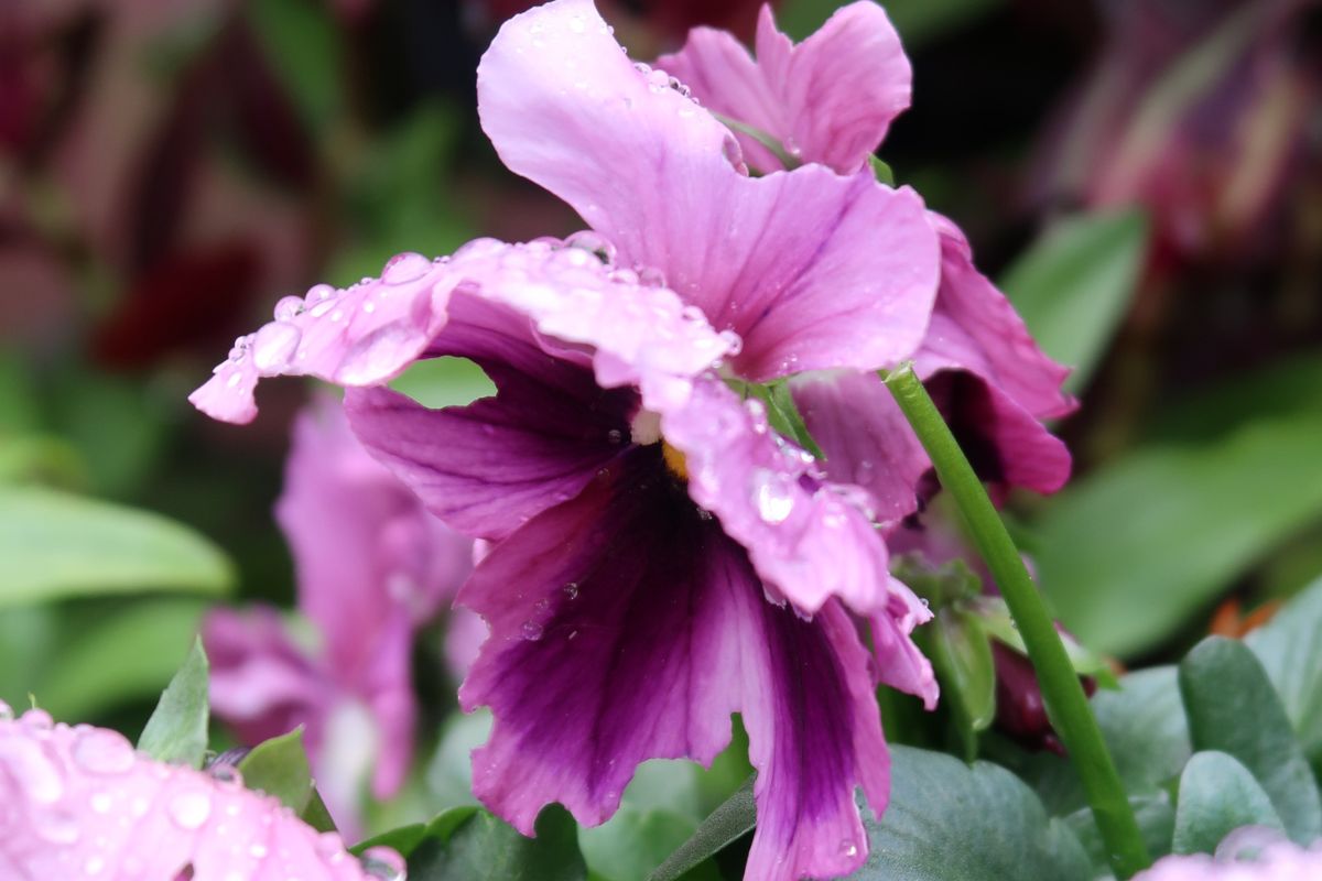 Purple winter pansy
