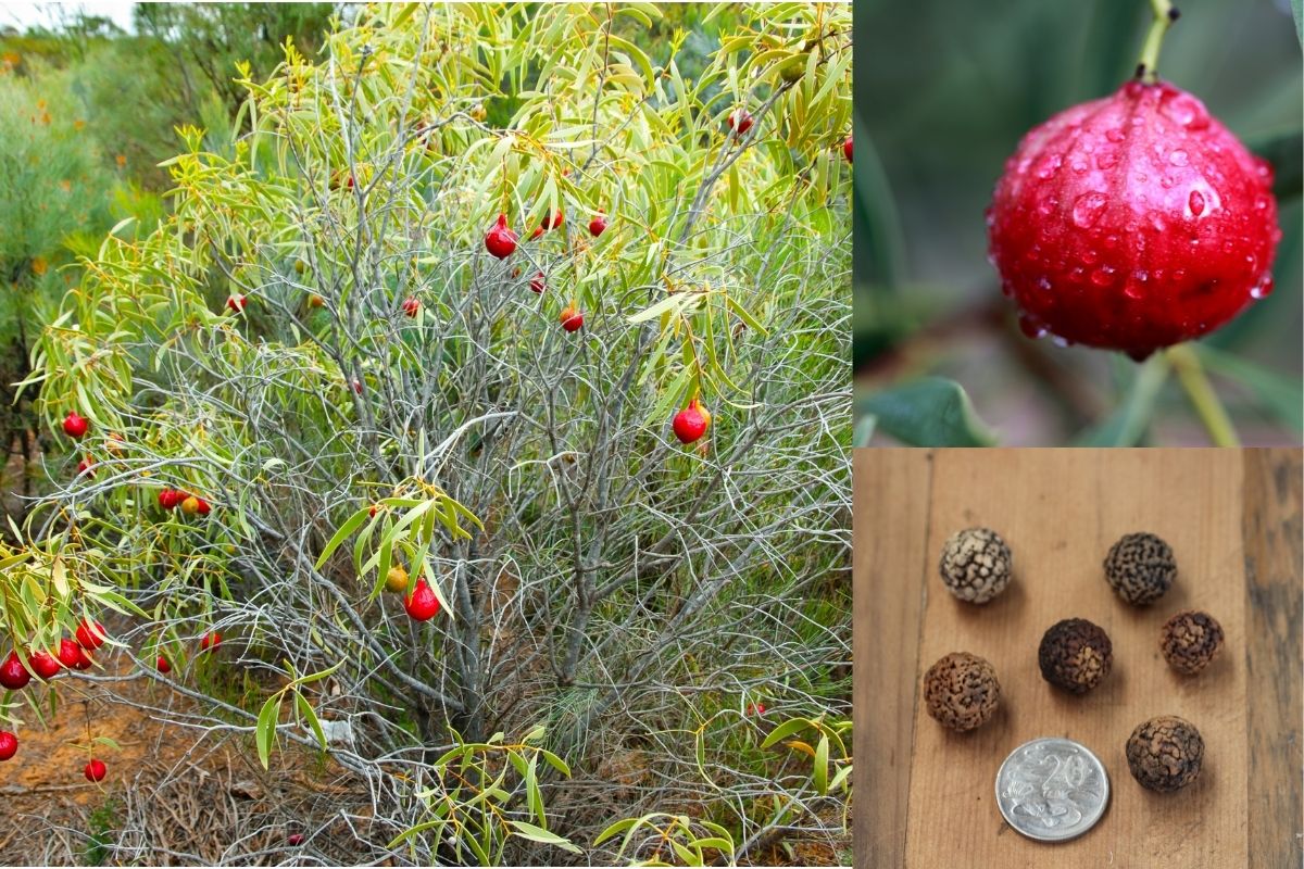 Quandong shrub, fruit and seed