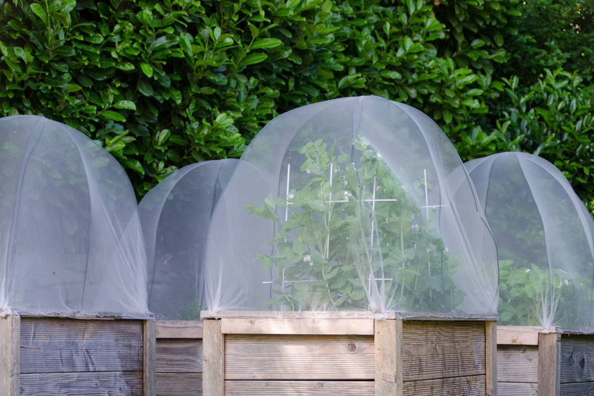 raised vegetable beds covered in insect exclusion netting