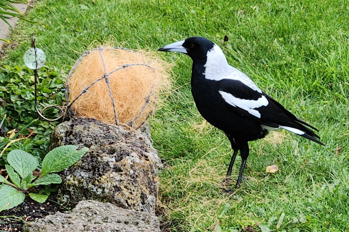 Reclaimed wire balls for wildlife with a magpie