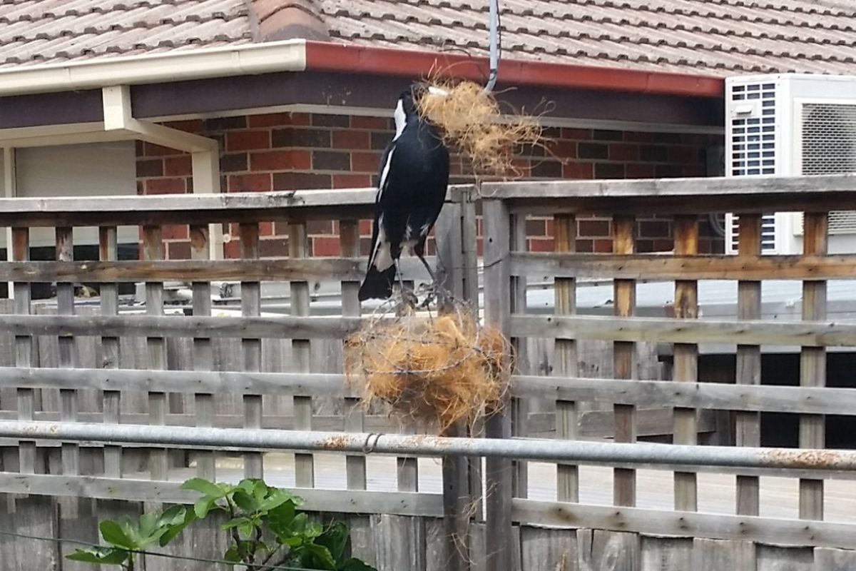 Reclaimed wire balls for wildlife magpie