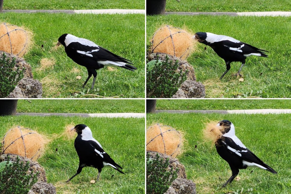 Reclaimed wire balls for wildlife magpie
