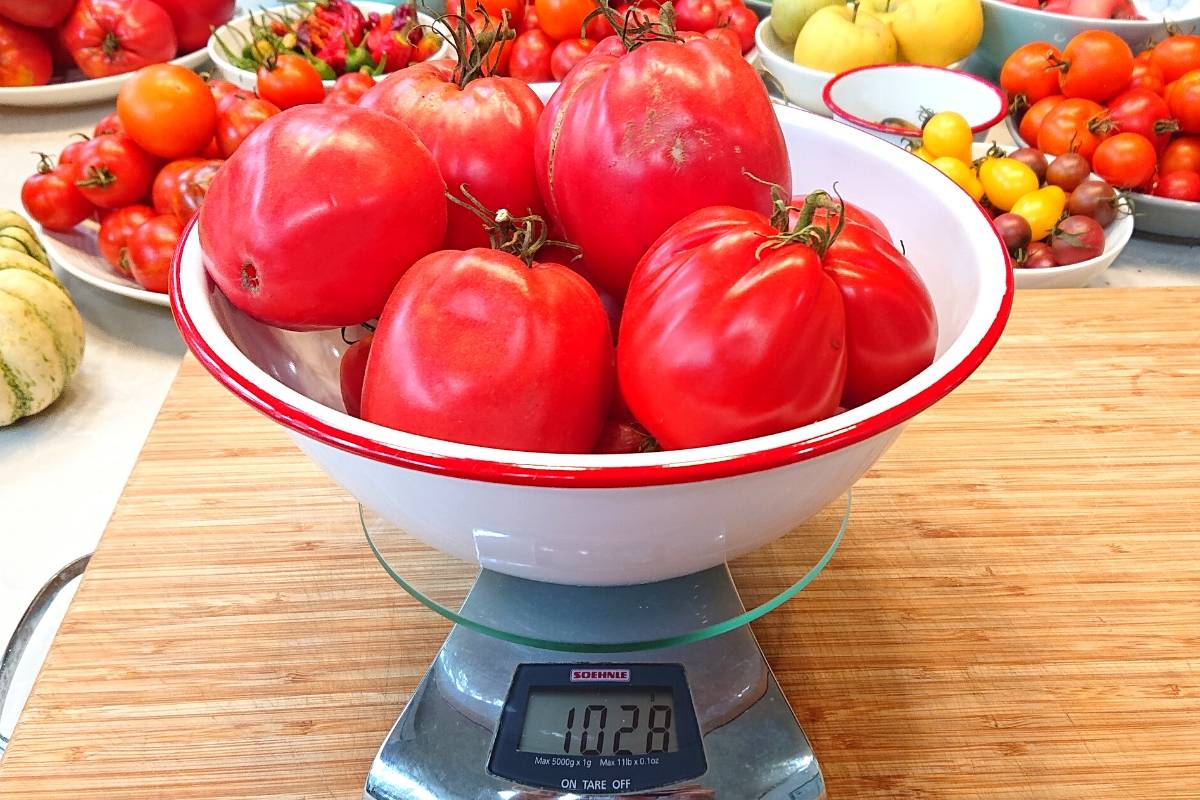 A bowl of tomatoes on a kitchen scale
