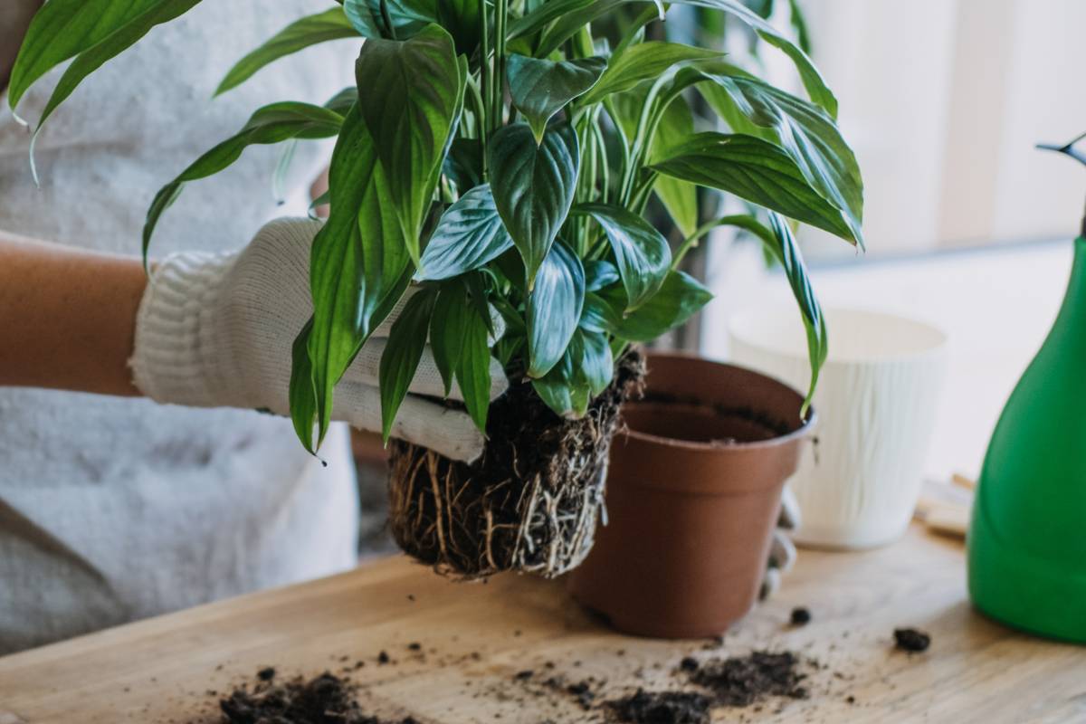 A plant that has just been removed from its original pot. The rootball is visible with roots grown to the sides of the potting mix.