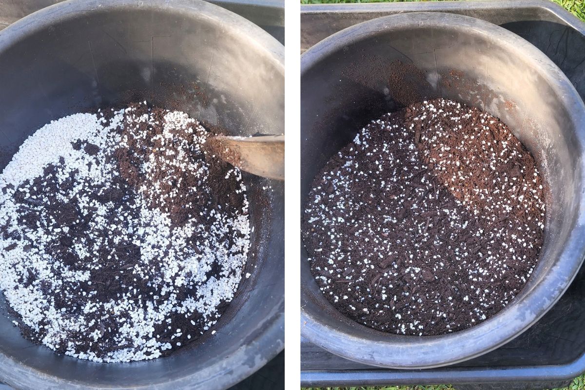 Repotting blueberries