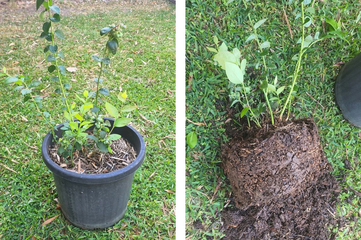 Repotting blueberries