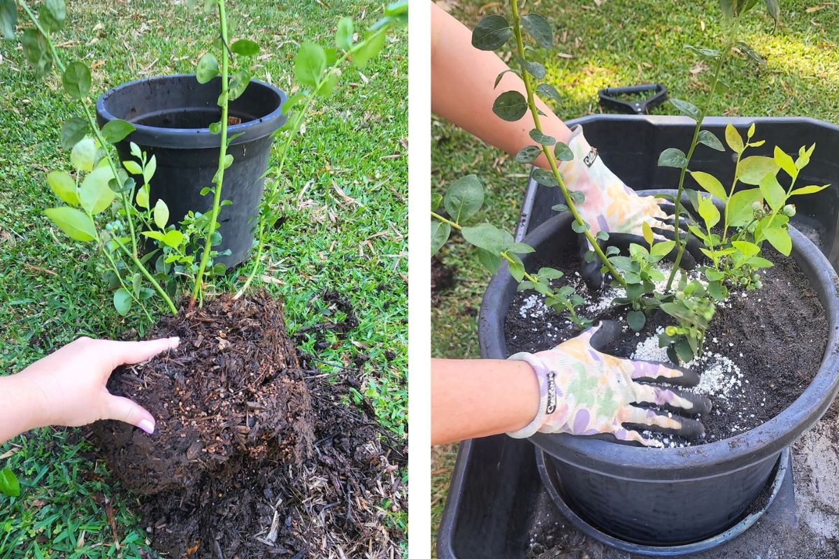 Repotting blueberries