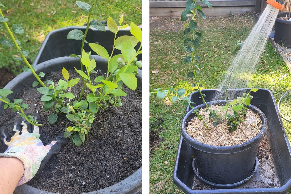 Repotting blueberries