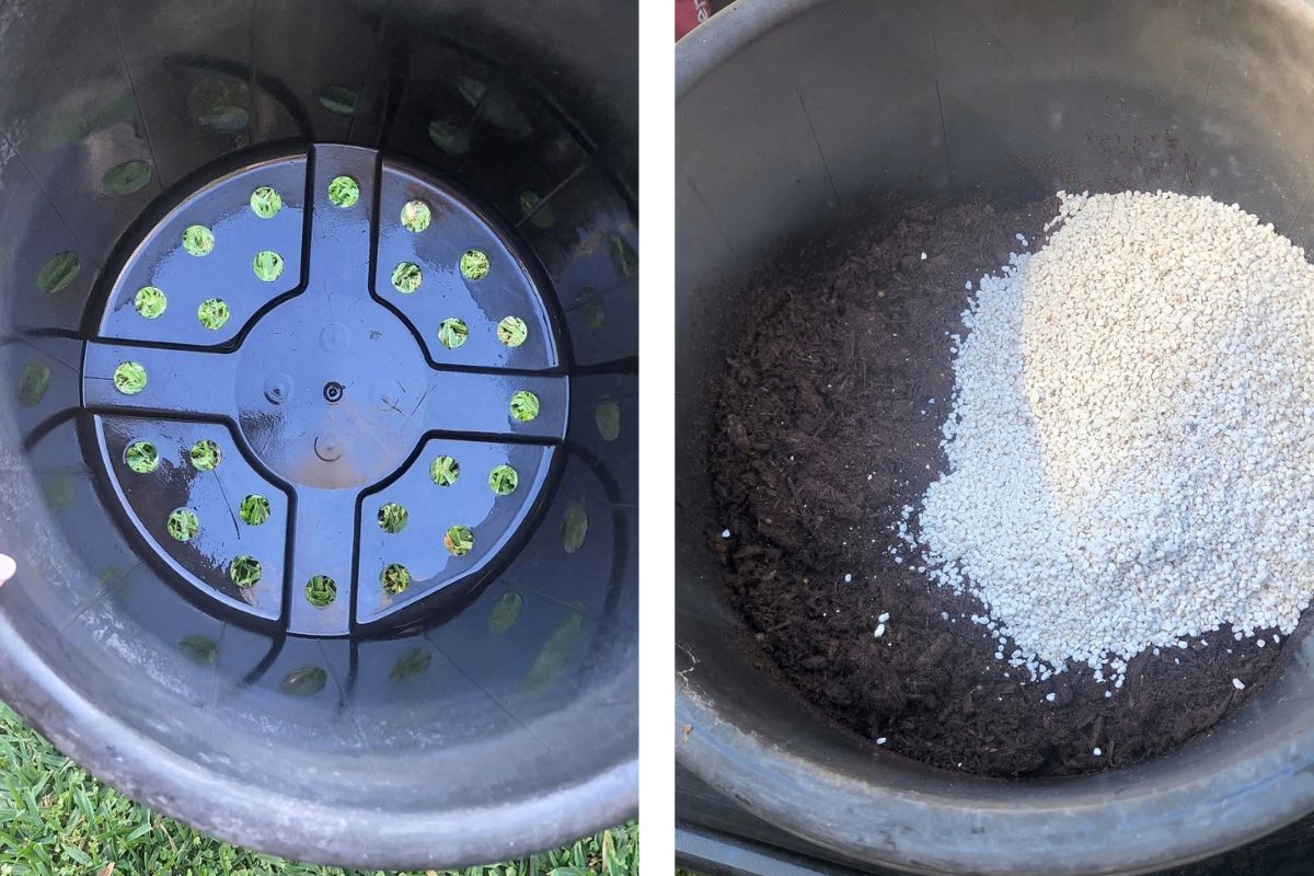Repotting blueberries