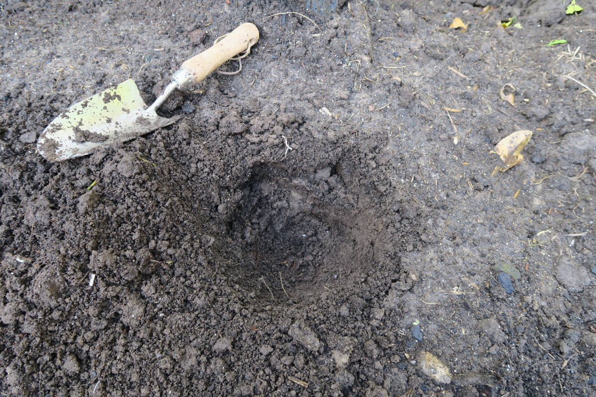 planting rhubarb crowns