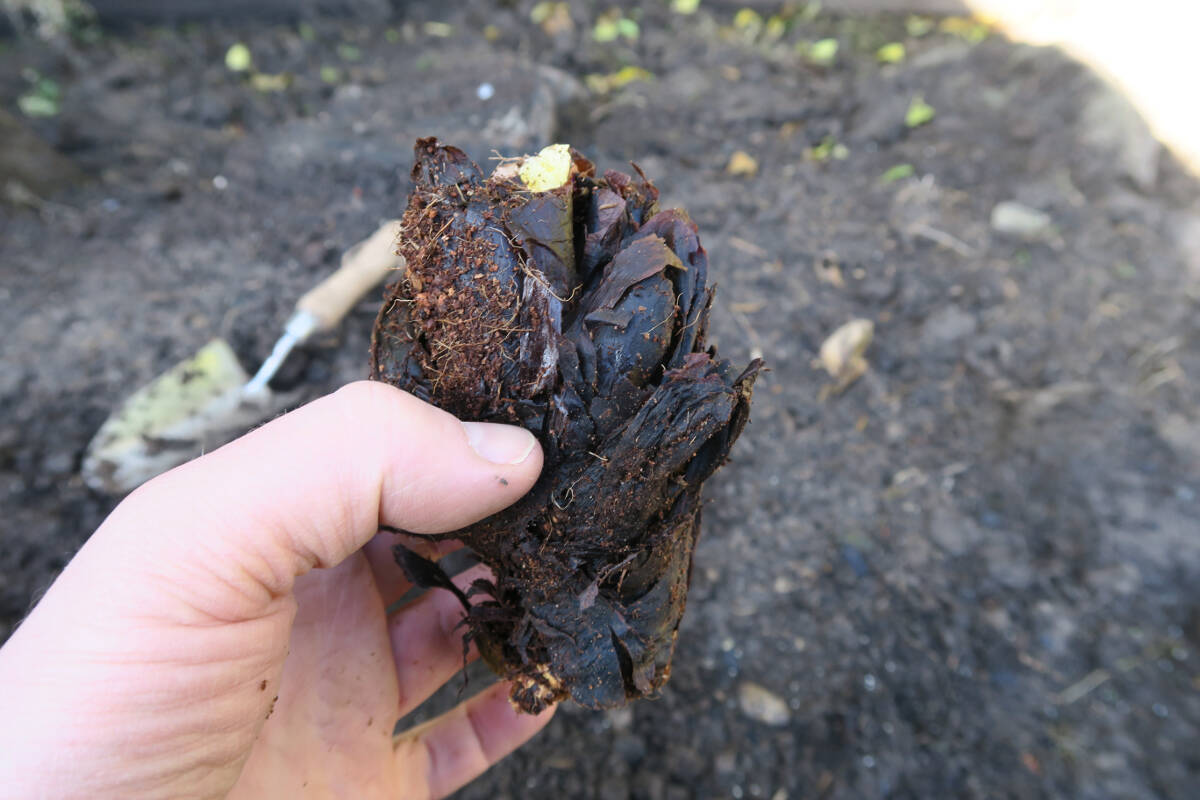 planting rhubarb crowns