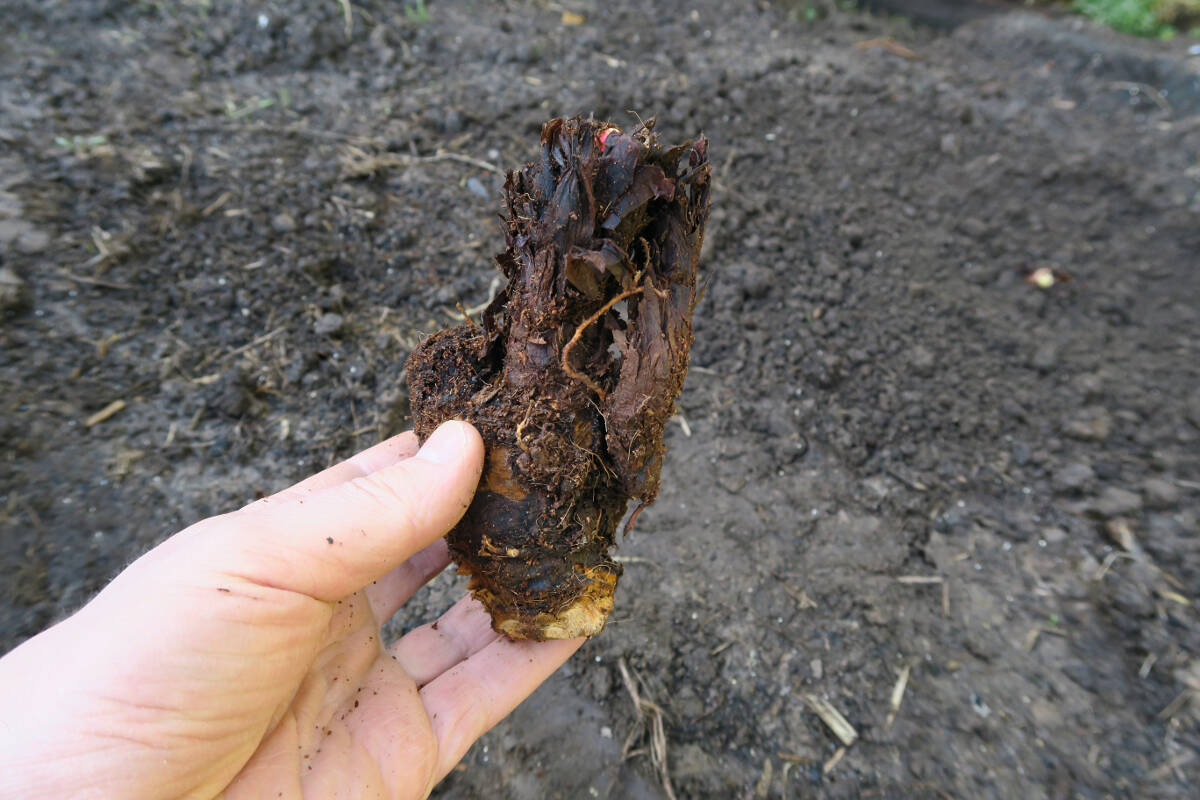 rhubarb crown orientation