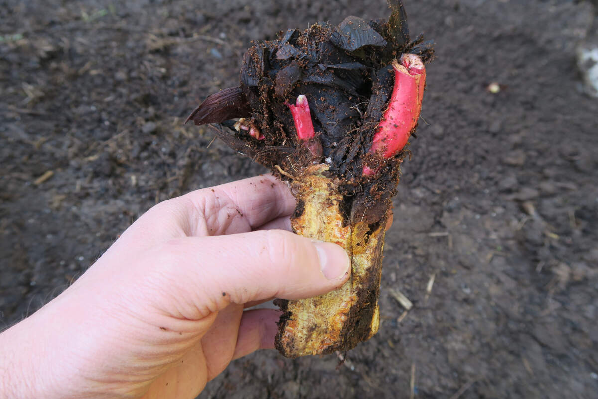 rhubarb crown orientation