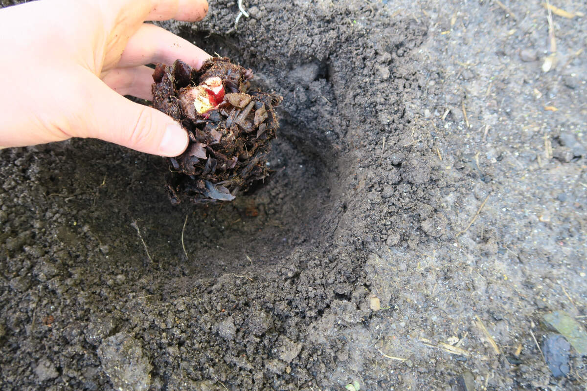 planting rhubarb crowns