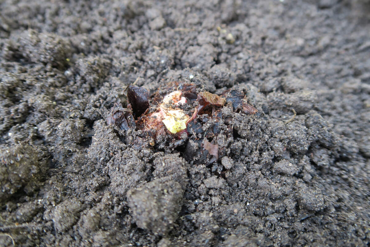 planting rhubarb crowns