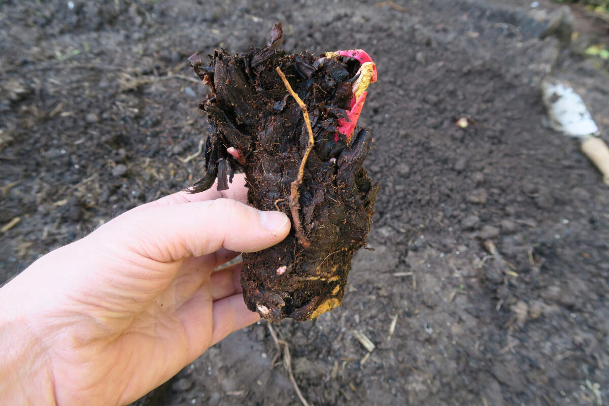 rhubarb crown orientation