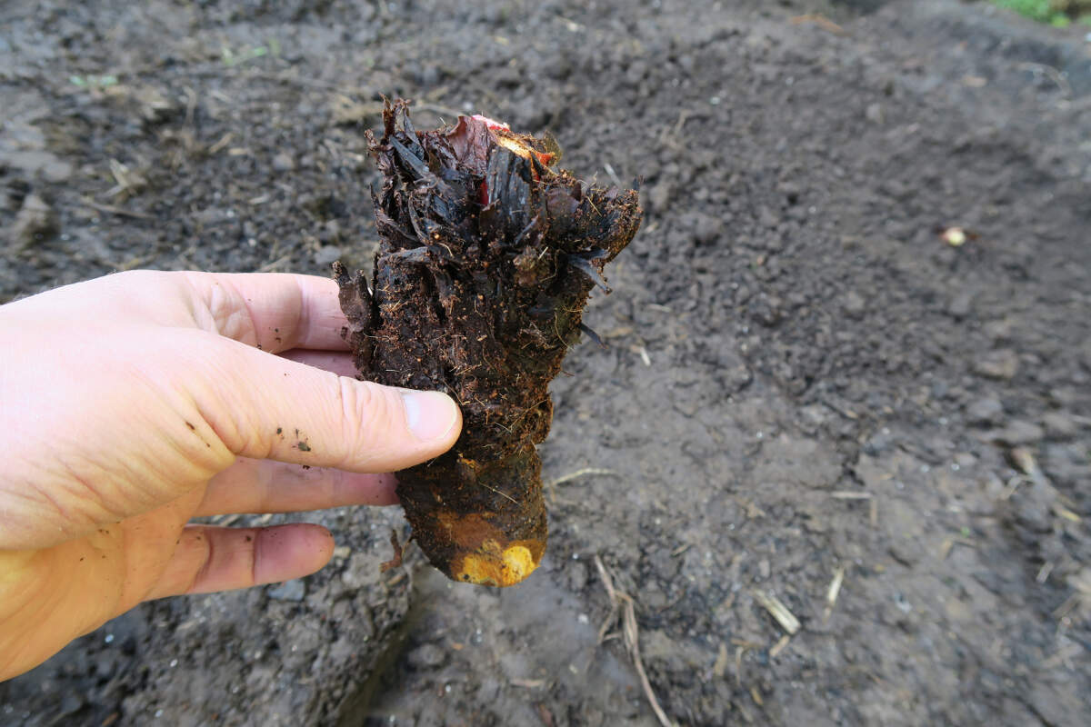 rhubarb crown orientation