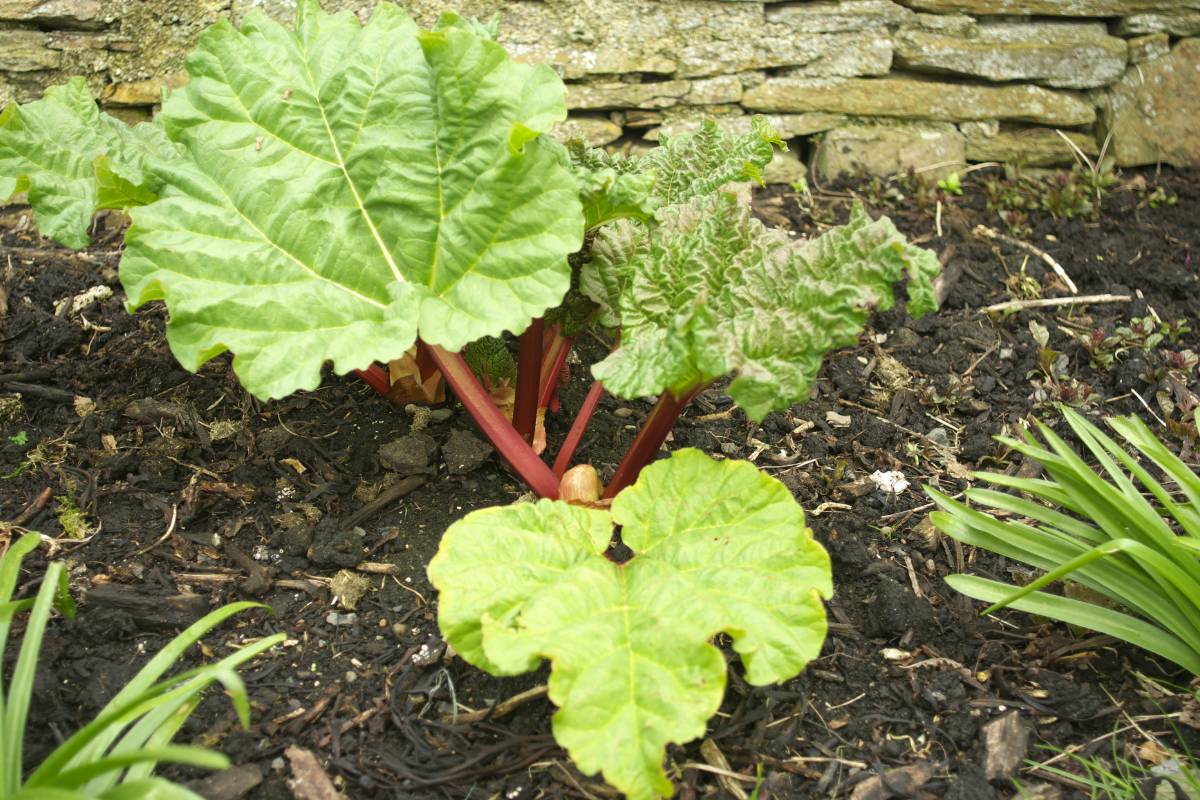 A young rhubarb plant grown from a crown