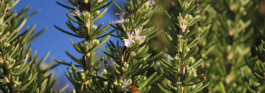 7 Essential Perennial Herbs for Your Garden