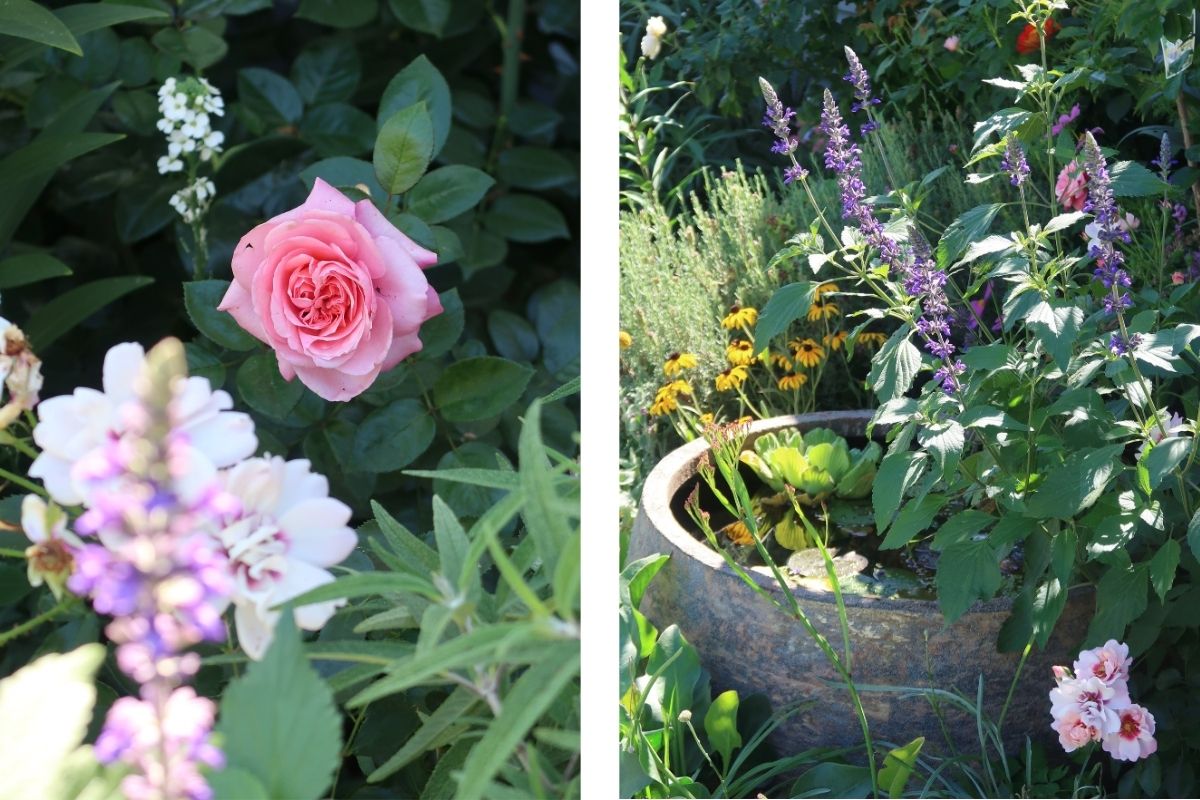 roses wallflower agastache water pond rudbeckia salvia