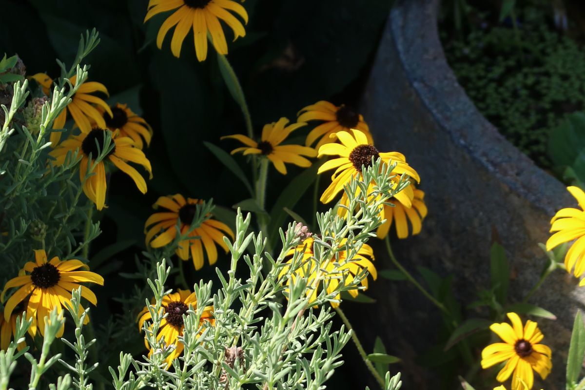 rudbeckia black eyed susan